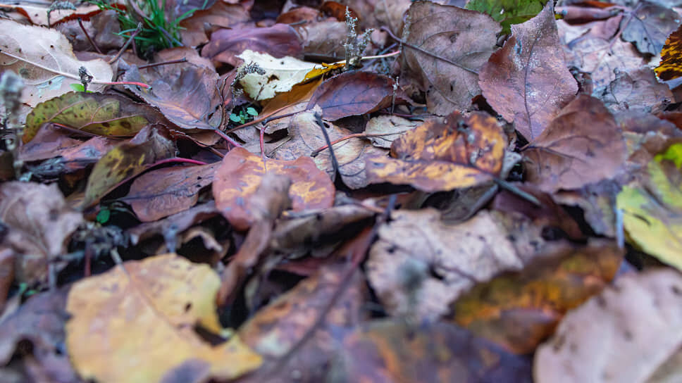 Казанские ученые запатентовали датчик влажности почвы.📷Фото: Егор Снетков / Коммерсантъ