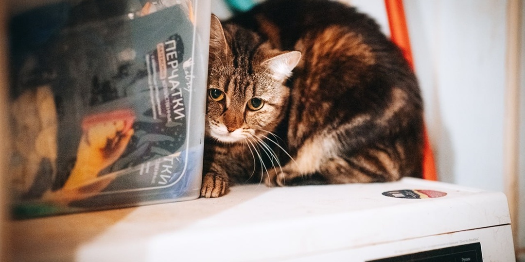 😿ЗАВТРА ВЕЧЕРОМ ИХ НЕ СТАНЕТ!