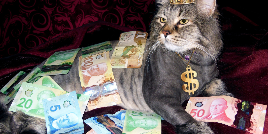 Топ 8 самых дорогих пород кошек в России 2026: реальные цены