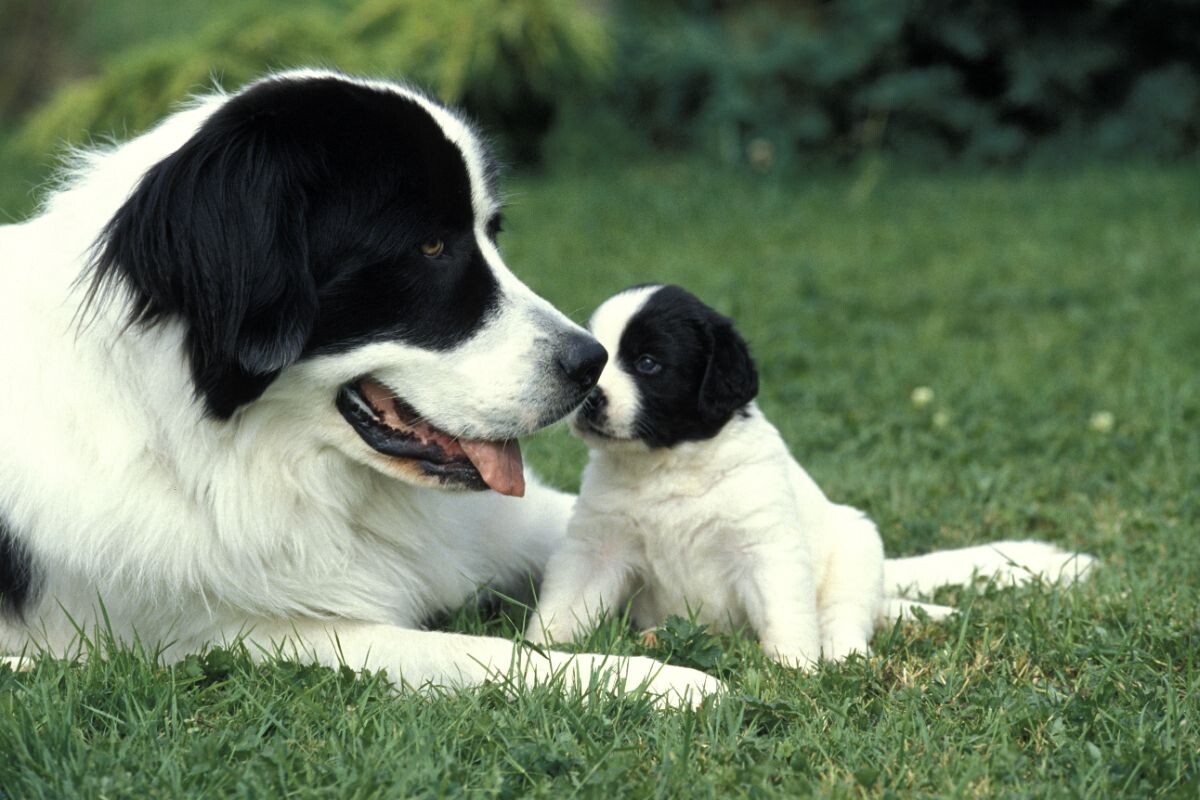 Щенок с мамой 