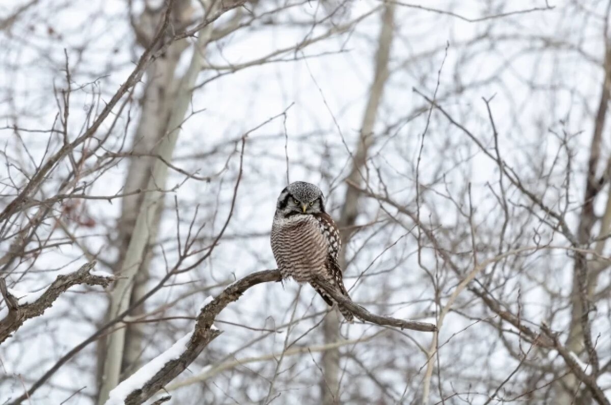    Сову со сломанным крылом спасли в Нижегородском кремле 2 апреля