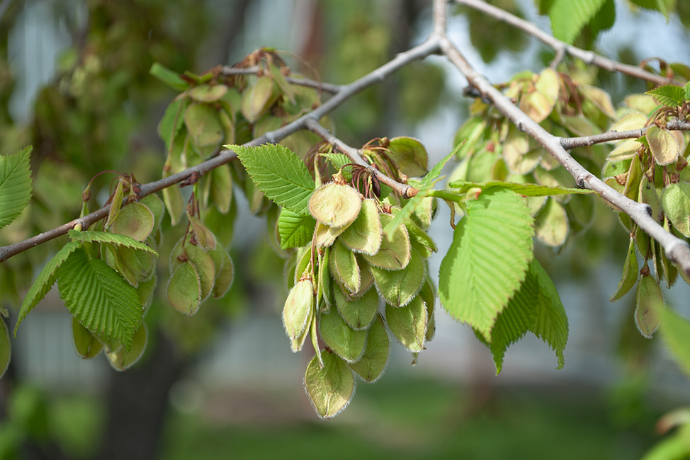 Вяз гладкий (Ulmus laevis Pall. )