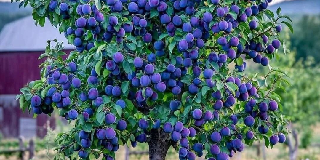 Саженцы сливы: всё, что нужно знать садоводу