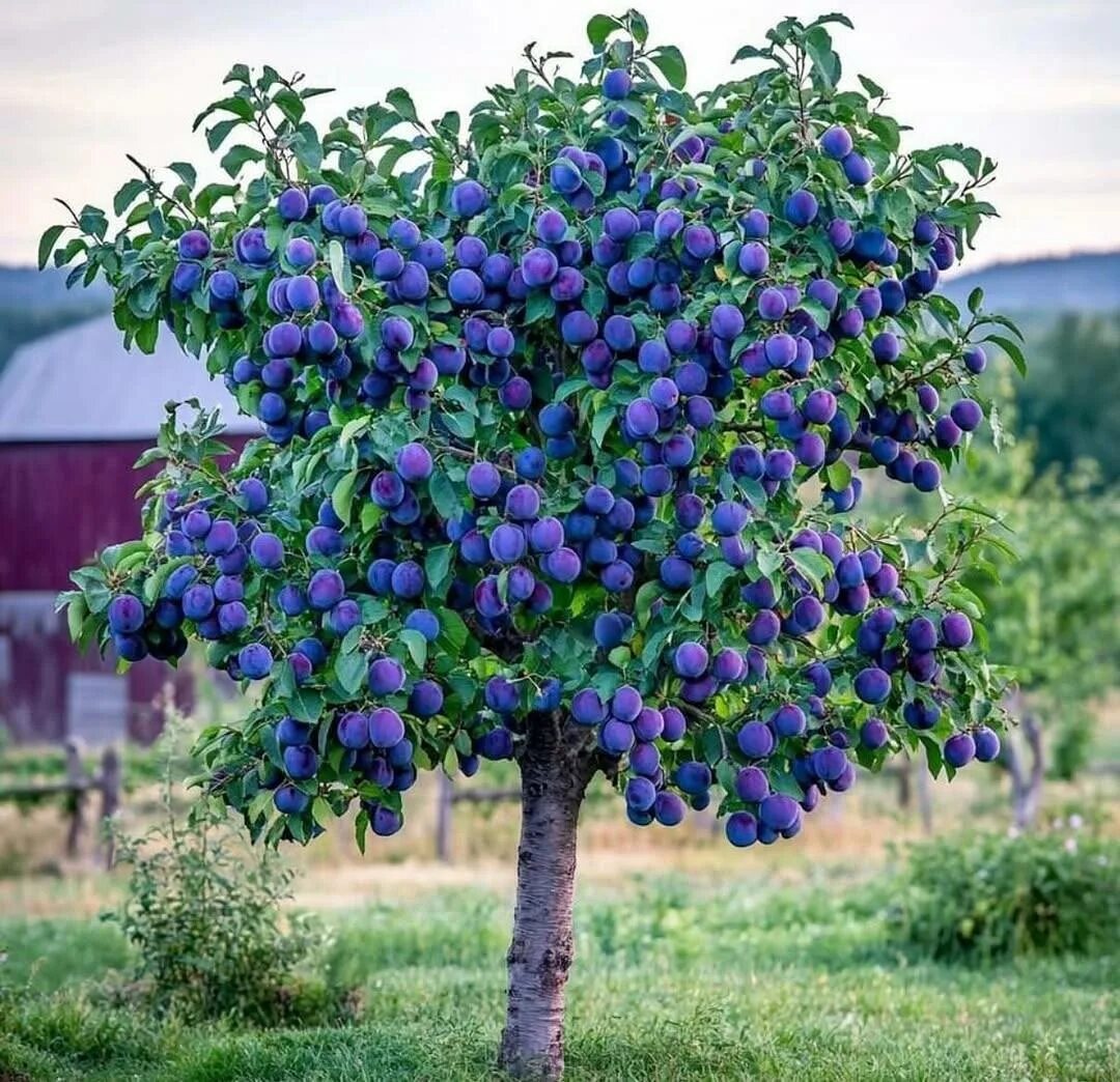 Фотография из интернета