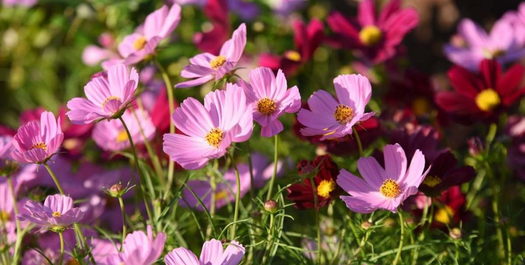 12 цветов, которые сажают прямо в грунт: без рассады, а клумба — как из журнала