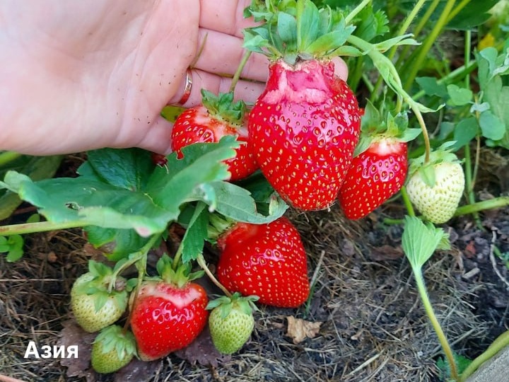 Мечтаете собирать клубнику лукошками? На картинках подборка самых урожайных сортов 🍓🍓🍓 – характеристики каждого найдете в статье