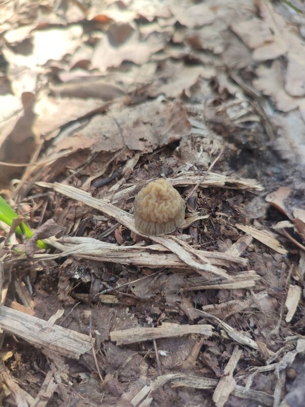    Фото: Инесса Чернышева, группа "Воронежские грибники"