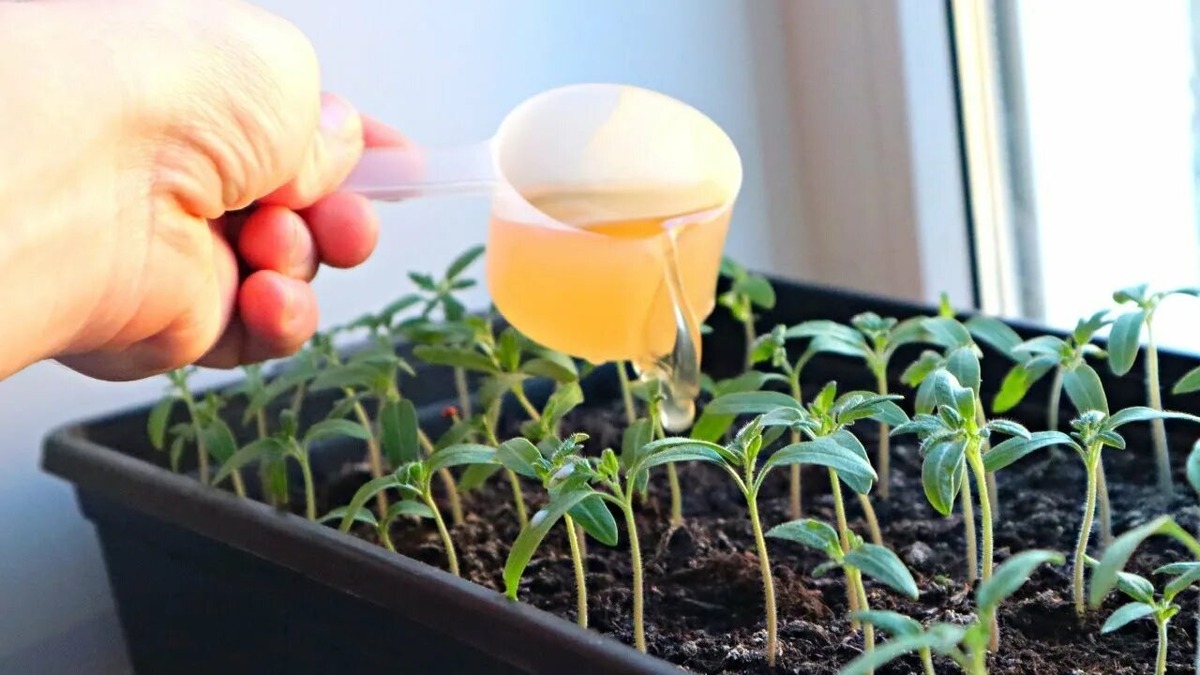 Подкормка рассады