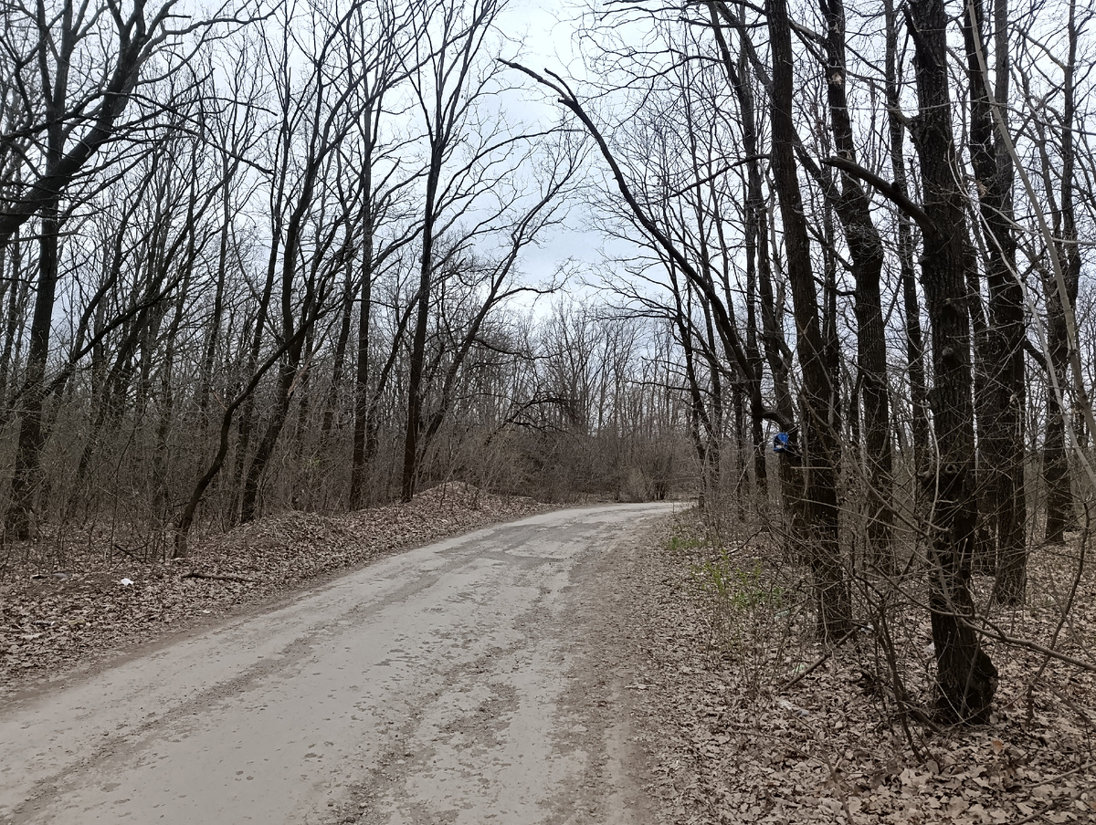 Дорога к хутору Широкий через дубовую рощу.