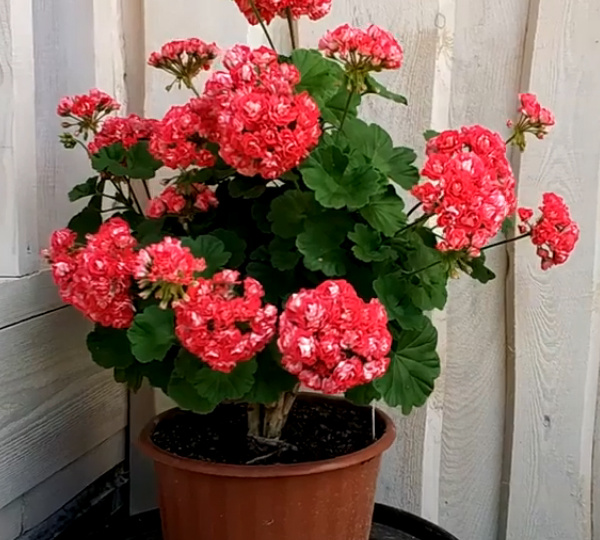 Очередная обрезка Розы Будды.