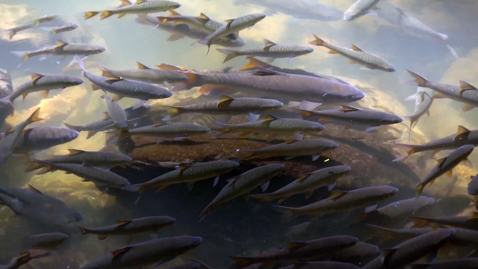 ФОТО: Кадр программы "Главные тайны мира", РЕН ТВ