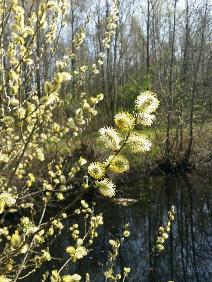     Бүген - Бөтендөнья аутизм проблемасы турында мәгълүмат тарату көне