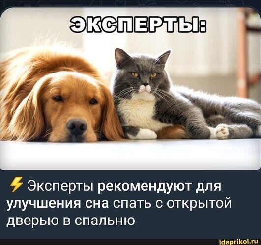 Мемы с животными для хорошего настроения