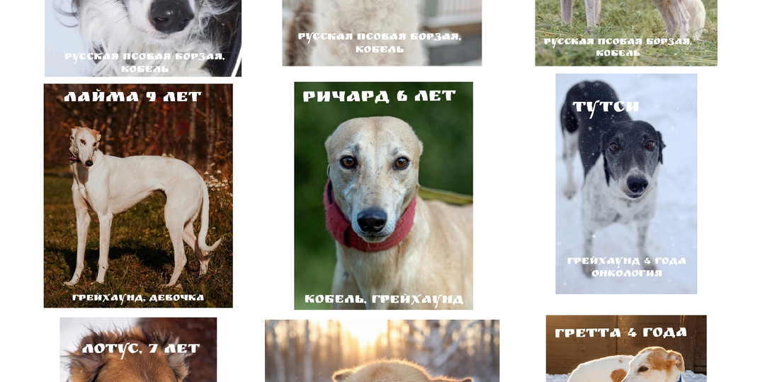 Станьте нашим опекуном!