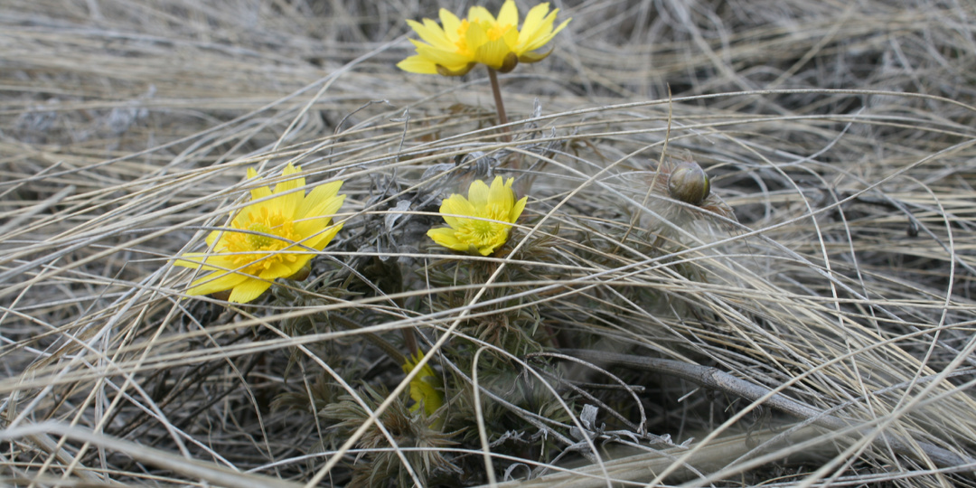 Кто в домике?