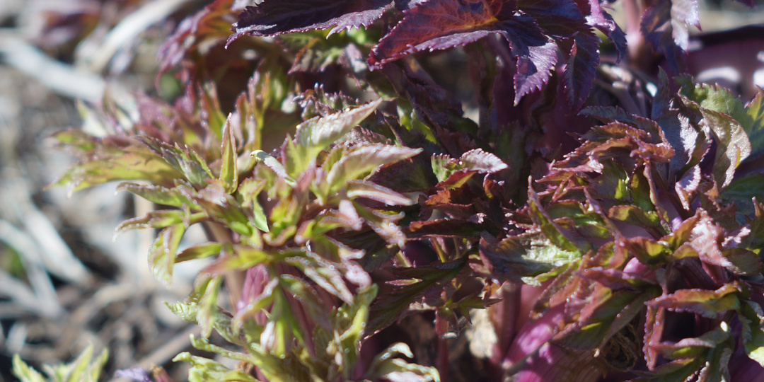 Сад без цветов лучше?