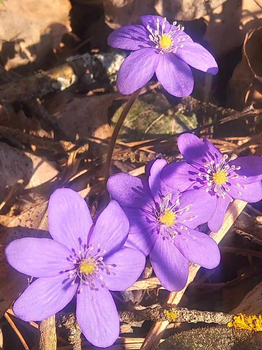 Фото с прогулки, как веточки называются не знаю, но попались разного цвета.