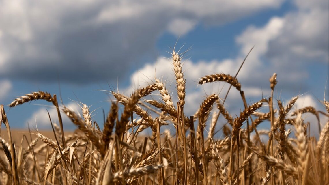    автор фото: Andriy Nestruiev / unsplash.com