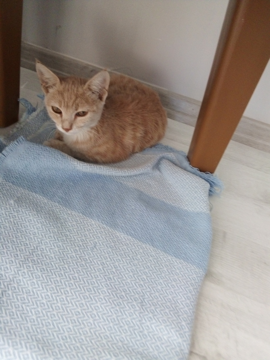 Чудесный 🐈