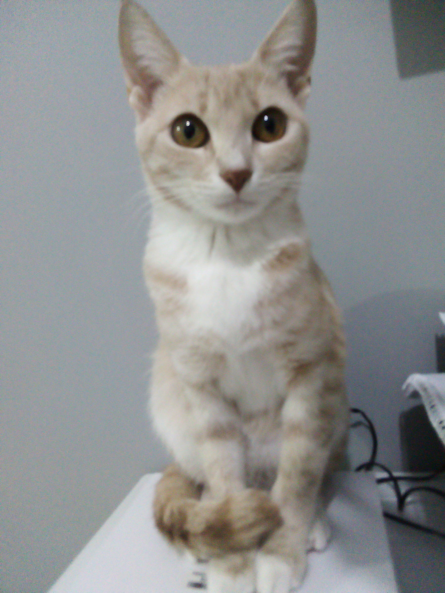 Малышка Нора