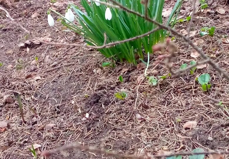 Вот и марту конец. О всяком весеннем, шашлык на коленке, покупки и еда