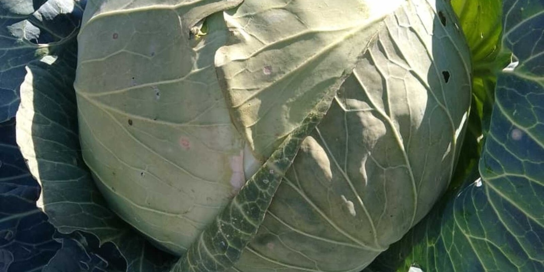 Приближаются самые благоприятные дни для посадки капусты на рассаду