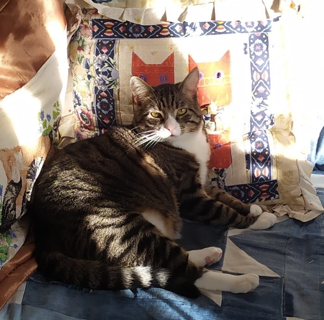 А теперь подпускаю! Потому что осознал - домашний я!