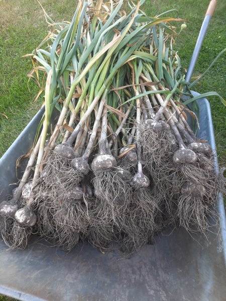 Мой прошлогодний не подкормленный ни разу чеснок.