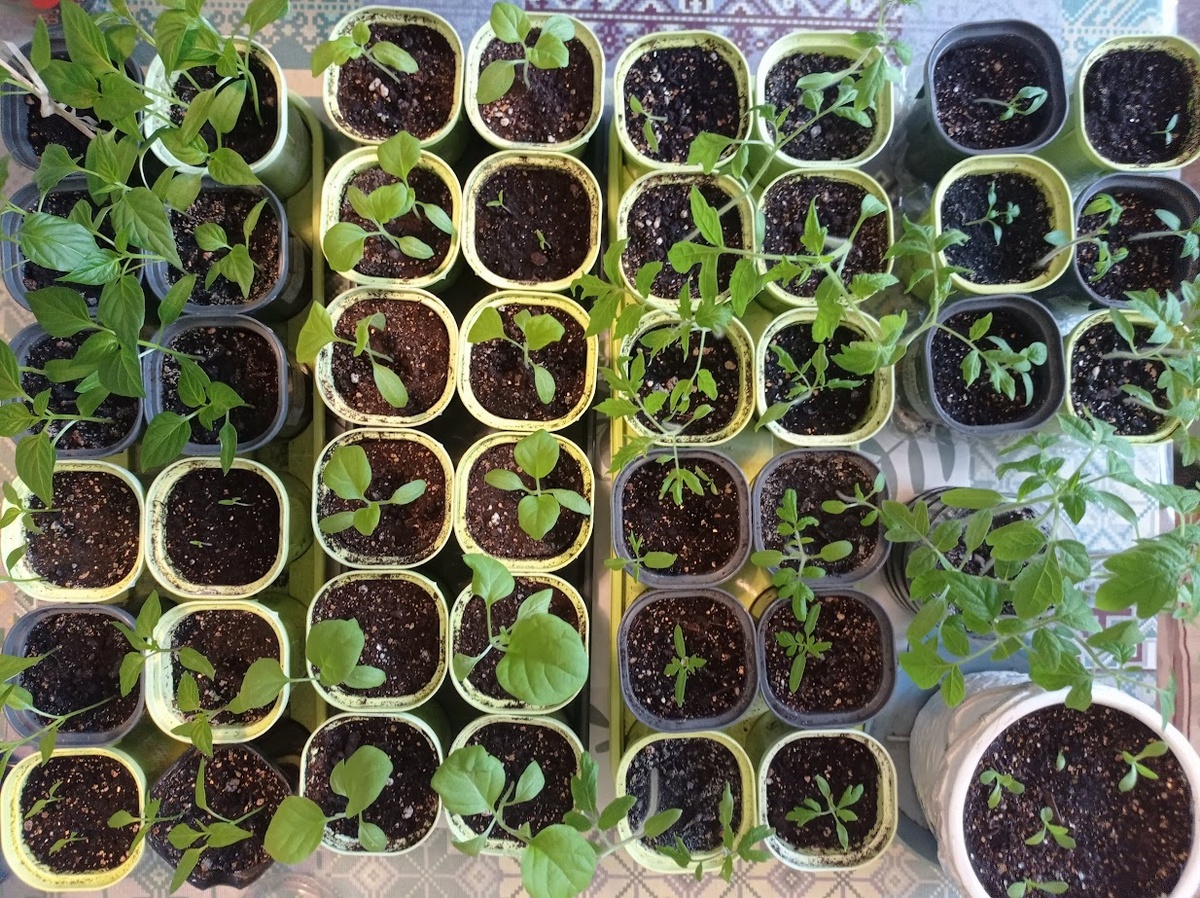 Рассада 2026: перцы, баклажаны и томаты. В правом нижнем углу - остики.