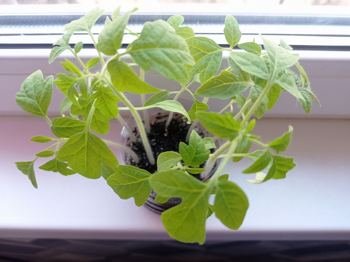 Королевский подарок.