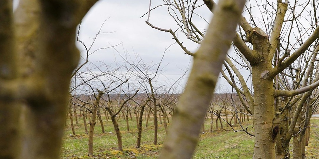 #сад_и_огород