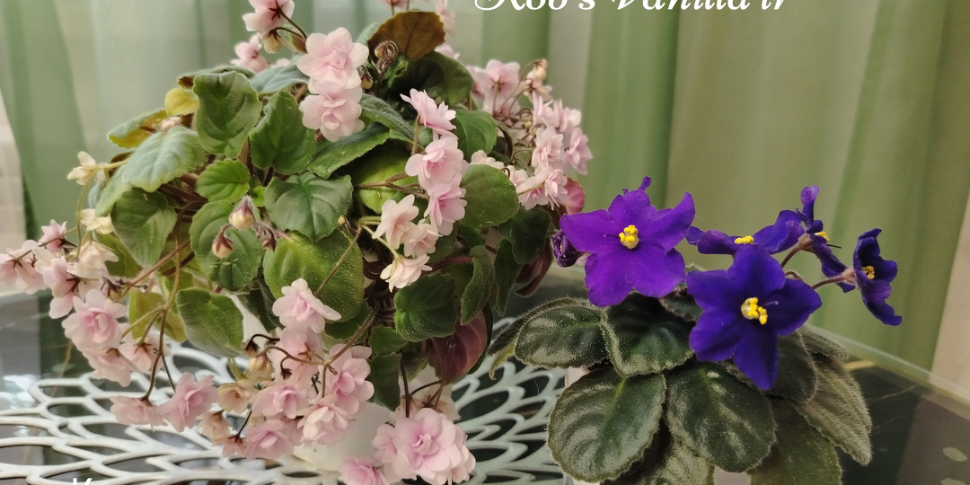 Всего три компонента и грунт для фиалок готов