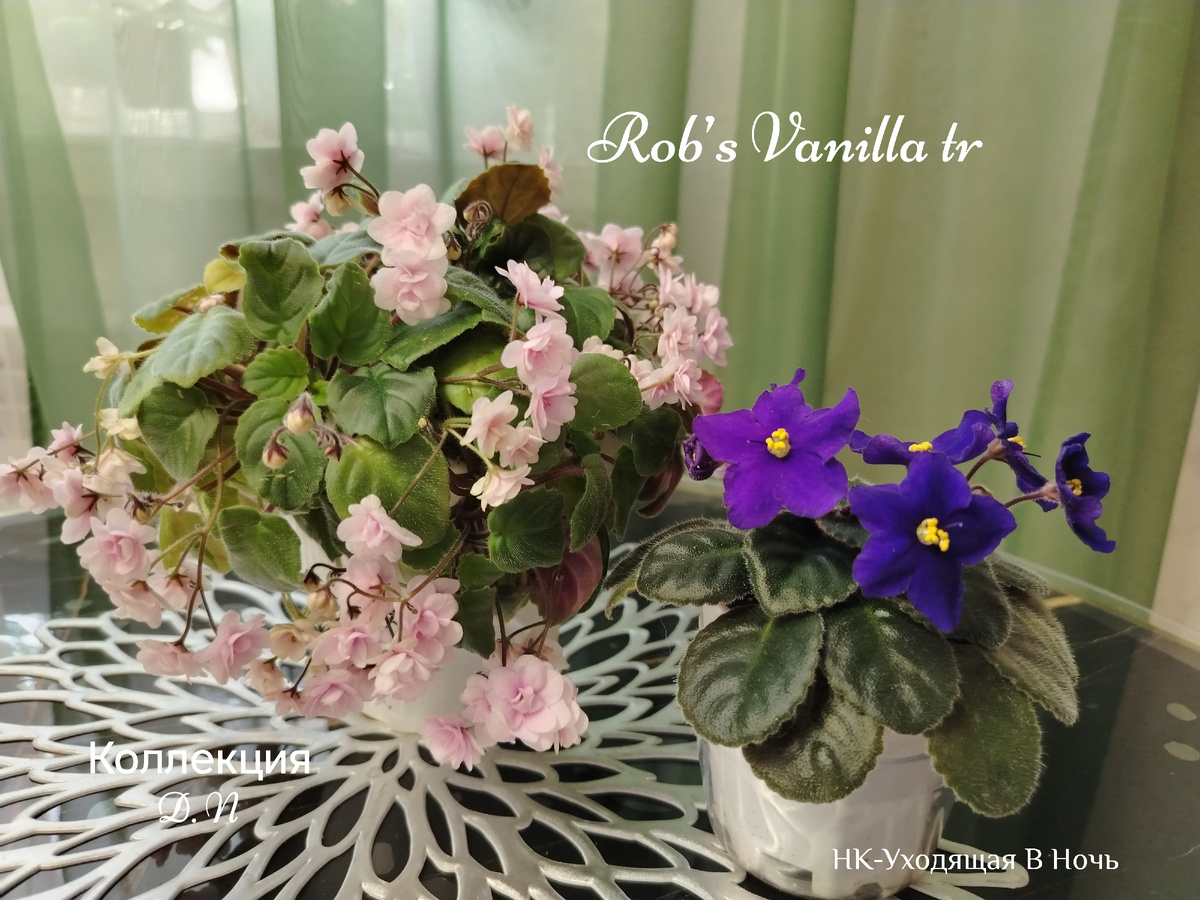 Фото автора статьи/цветение фиалок в марте