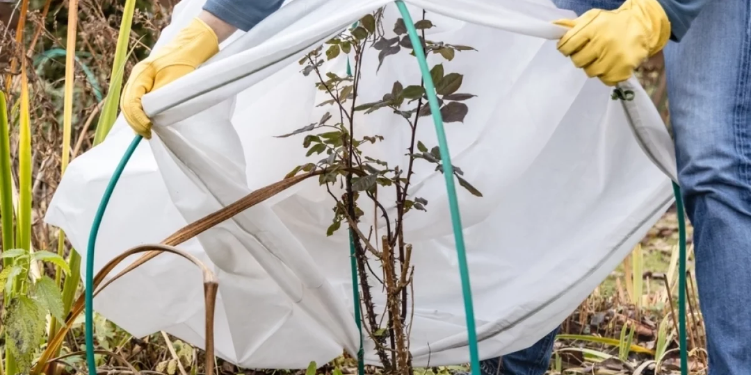 Подготовка сада к зиме: обрезка, укрытие, защита от грызунов
