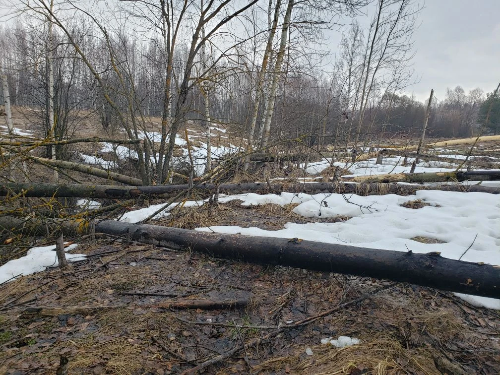 Фото Жабуси. 02.04.26