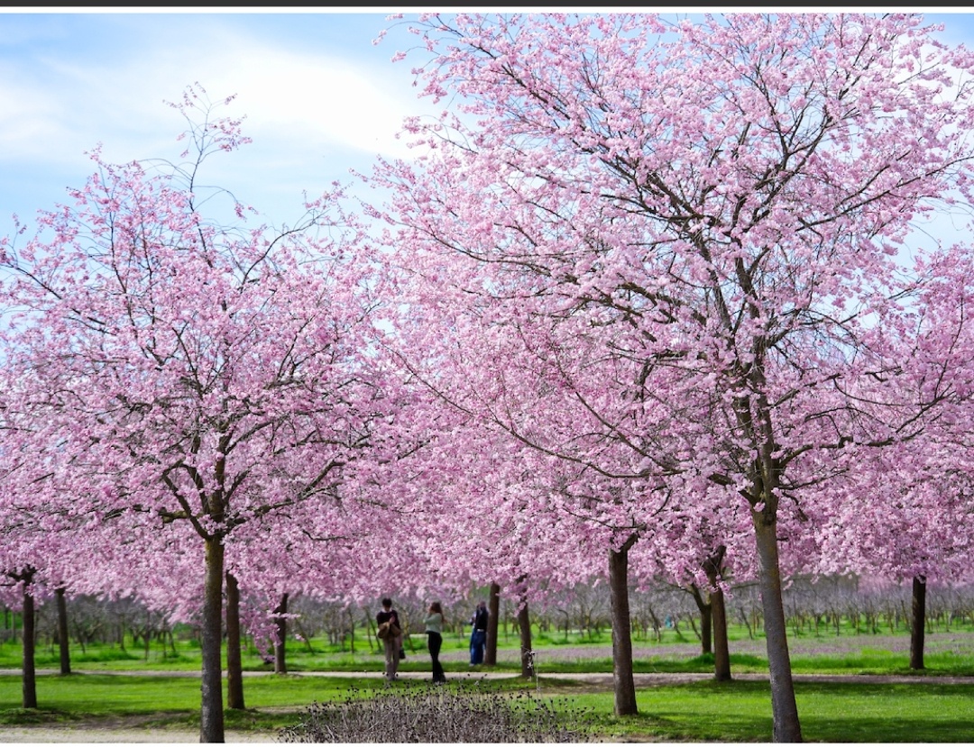 Японской сакурой можно любоваться и в Италии, например, в бывшей королевской резиденции Венария, недалеко от Турина.