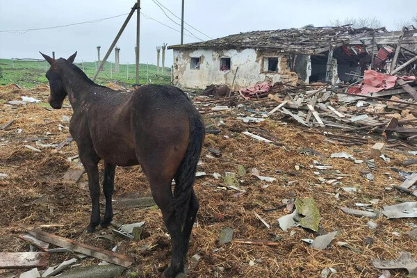 Telegram-канал Балицкий Евгений  📷
