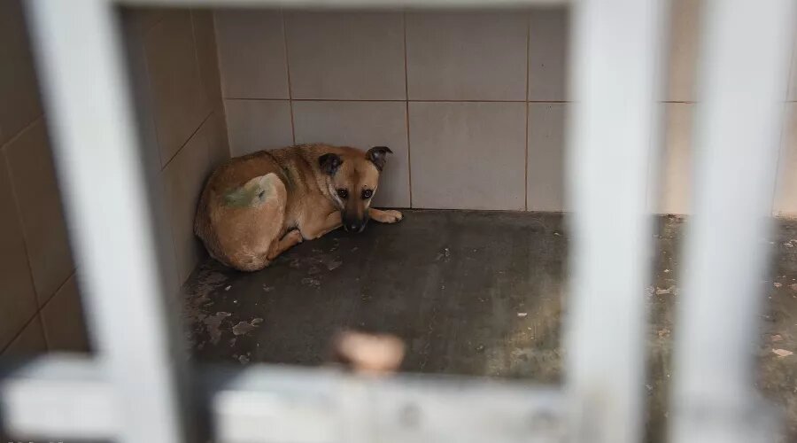   Фото Елены Синеок, Юга.ру