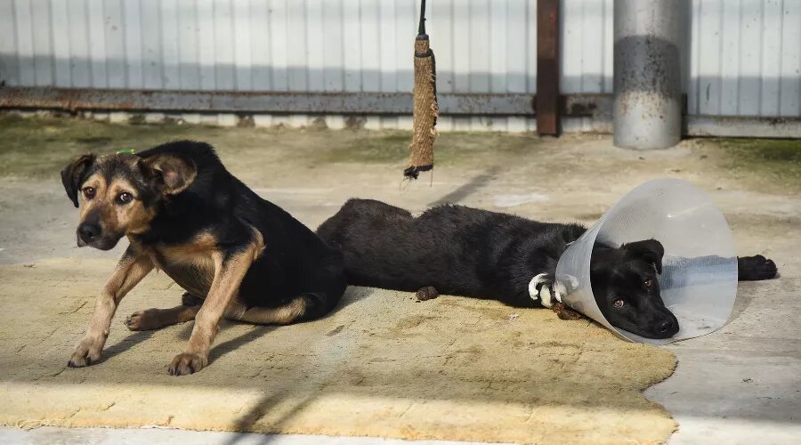   Фото Елены Синеок, Юга.ру