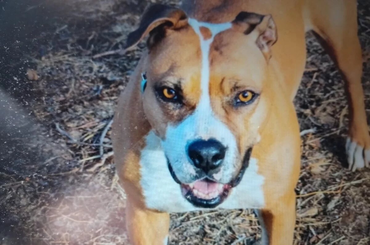    Полиция установила личность хозяина собаки, напавшей на женщину в Прикамье