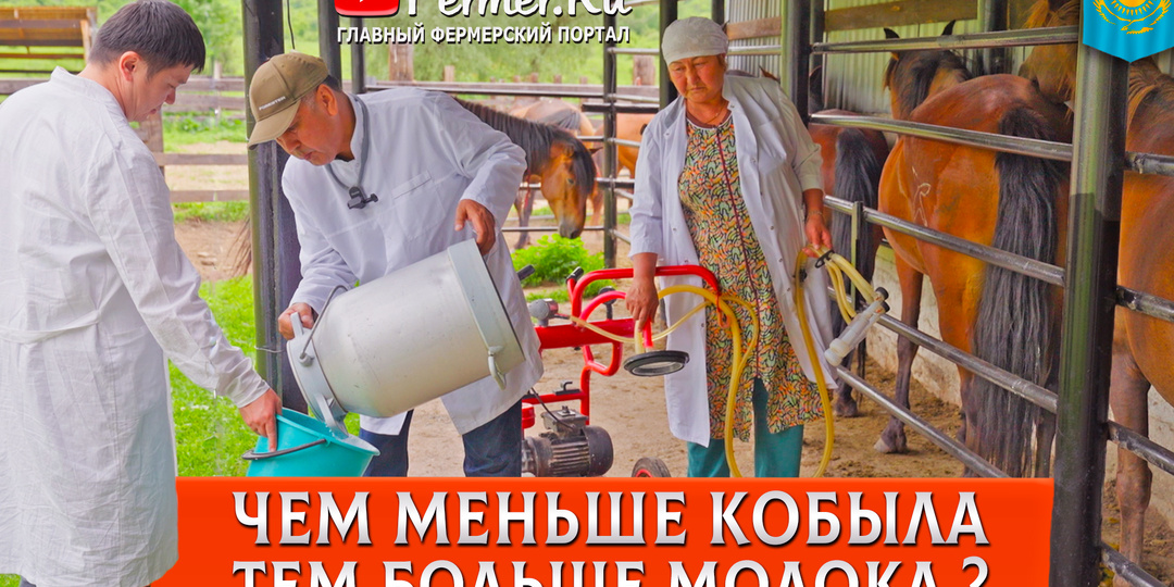🐎Кумысная ферма. Сколько молока дает казахская лошадь и зачем нужен генетический анализ. Казахстан