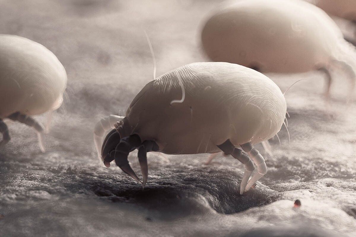 На фото бельевые клещи — синантропные организмы. Они не могут жить в лесу или траве, как их лесные сородичи, потому что зависят от людей. Источник: 3dMediSphere / Shutterstock / FOTODOM📷
