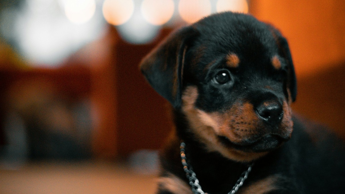    Ротвейлеры в семье Белянкиных — доказательство того, что характер собаки формируется воспитанием