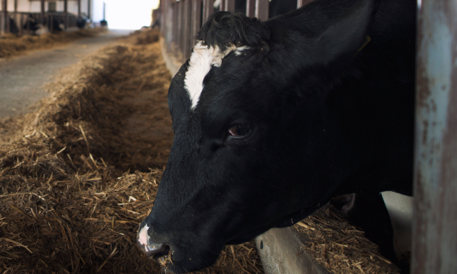 «Это теперь будет на совести суда»: лишившиеся скота новосибирские фермеры подали первые иски к властям