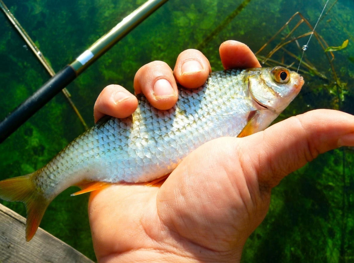 Весенняя плотва