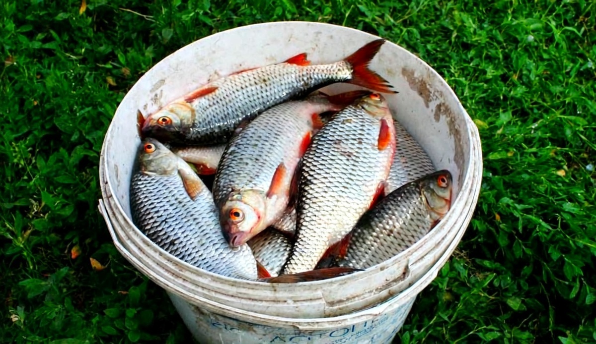 Улов на весенней реке