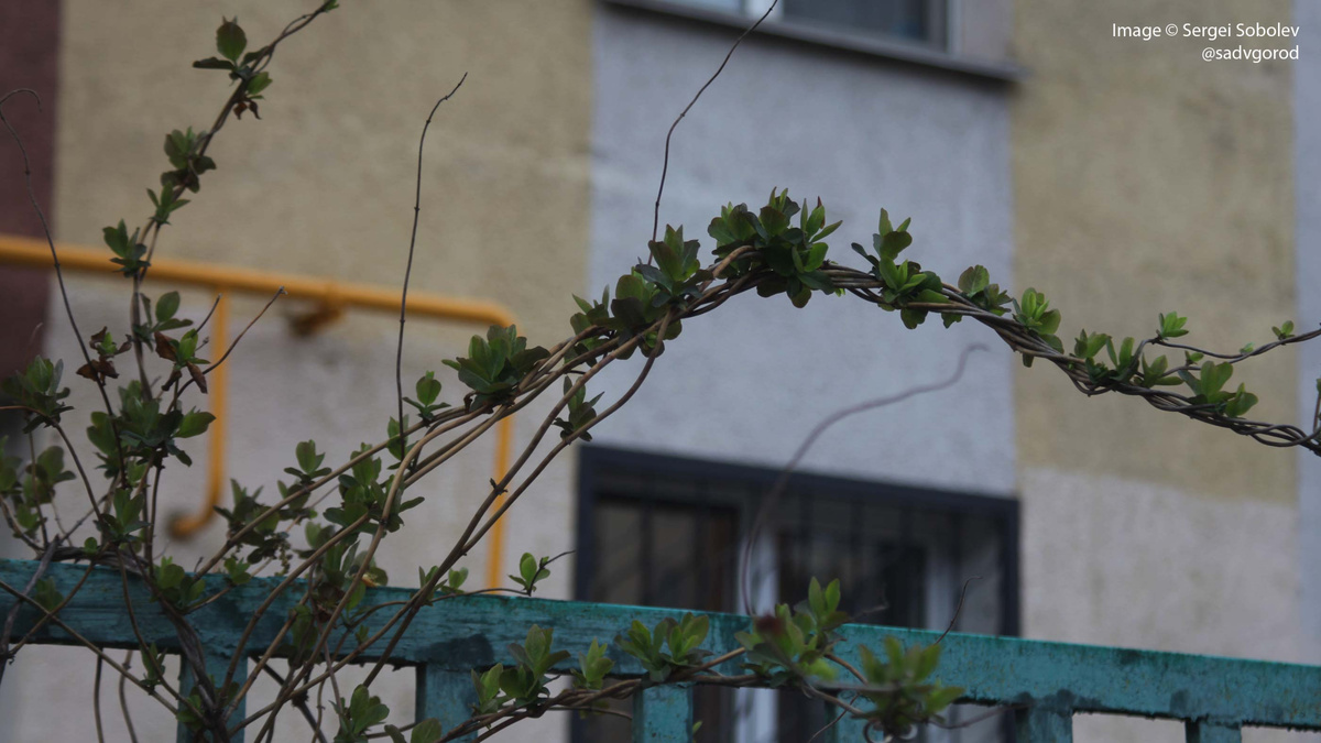 Первой всегда просыпается жимолость-каприфоль...