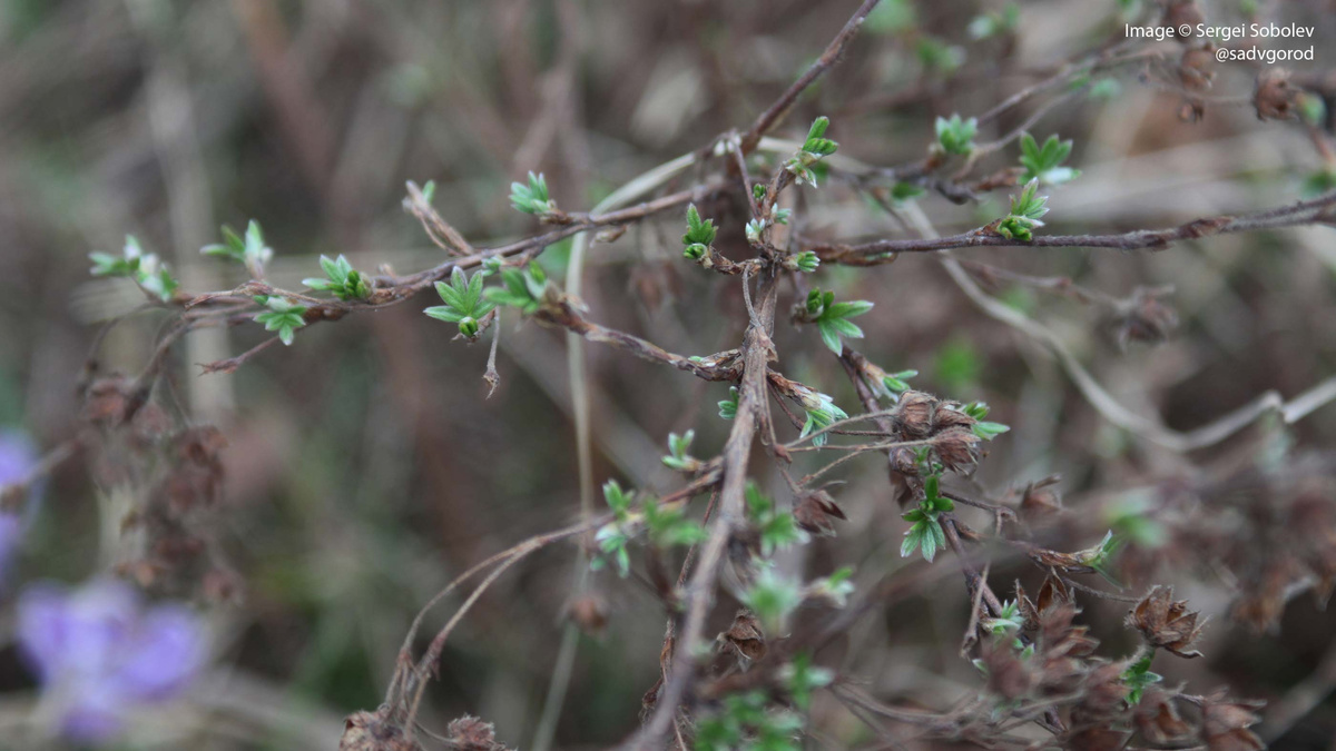 А из кустарников - курильский чай (Dasiphora fruticosa), который чаще встречается в продаже как кустарниковая лапчатка (Potentilla fruticosa).