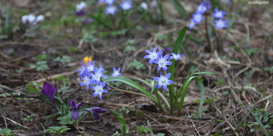 Садовый дневник 02.04.2026