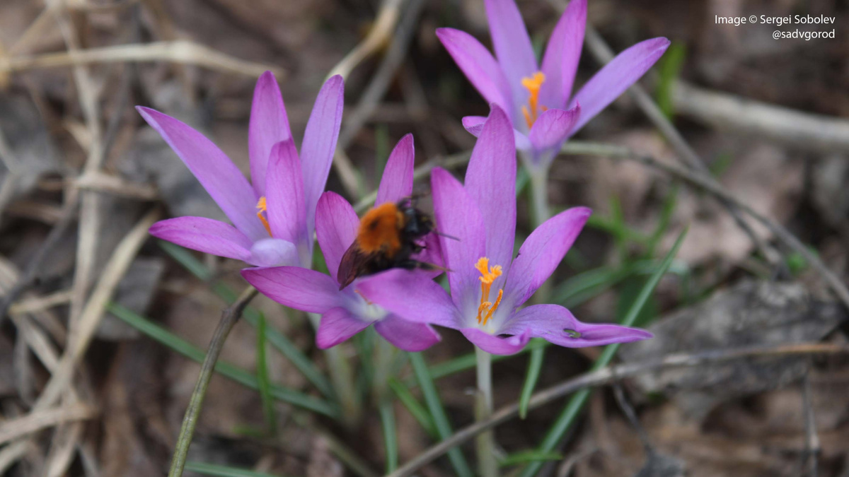 Шмель на крохотны Шафранах Томмазини 'Rosea'.